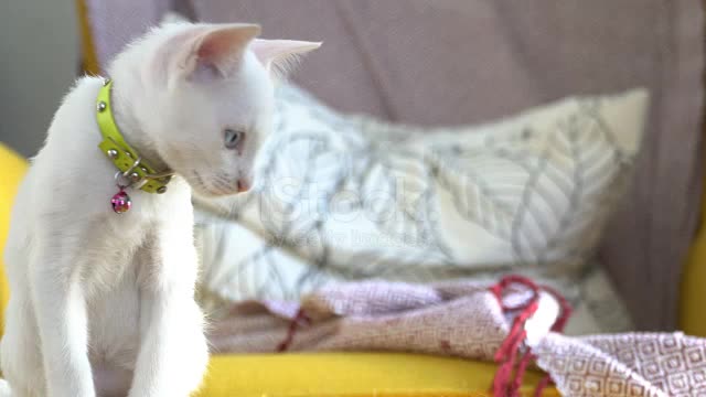 The odd-eyes cat playing in the house.