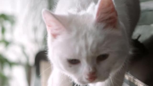 cat walking on piano