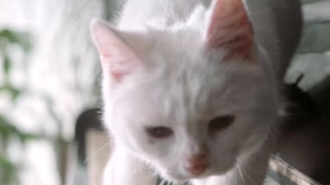 cat walking on piano