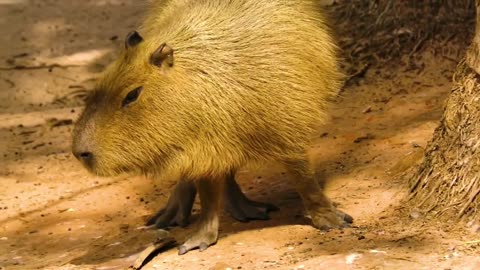 "Buddhist Courtesan" Capybara