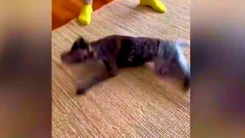 New Funny Animals Video 2023 _ Funniest Cats and Dogs Videos _ New Funny Video Of Cat And Dogs #194