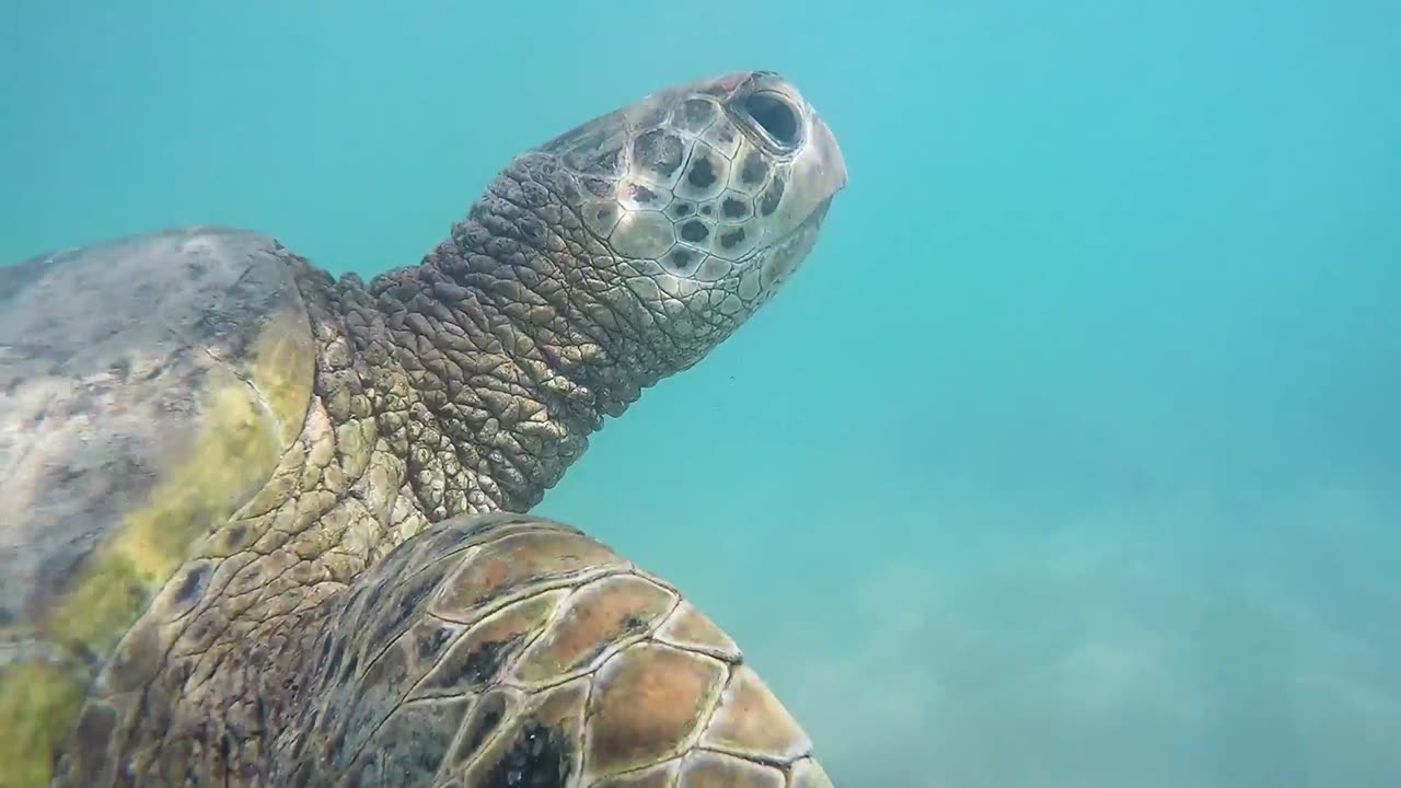 Sea Turtles by Thomas the Sea Turtle Whisperer in Hawaii