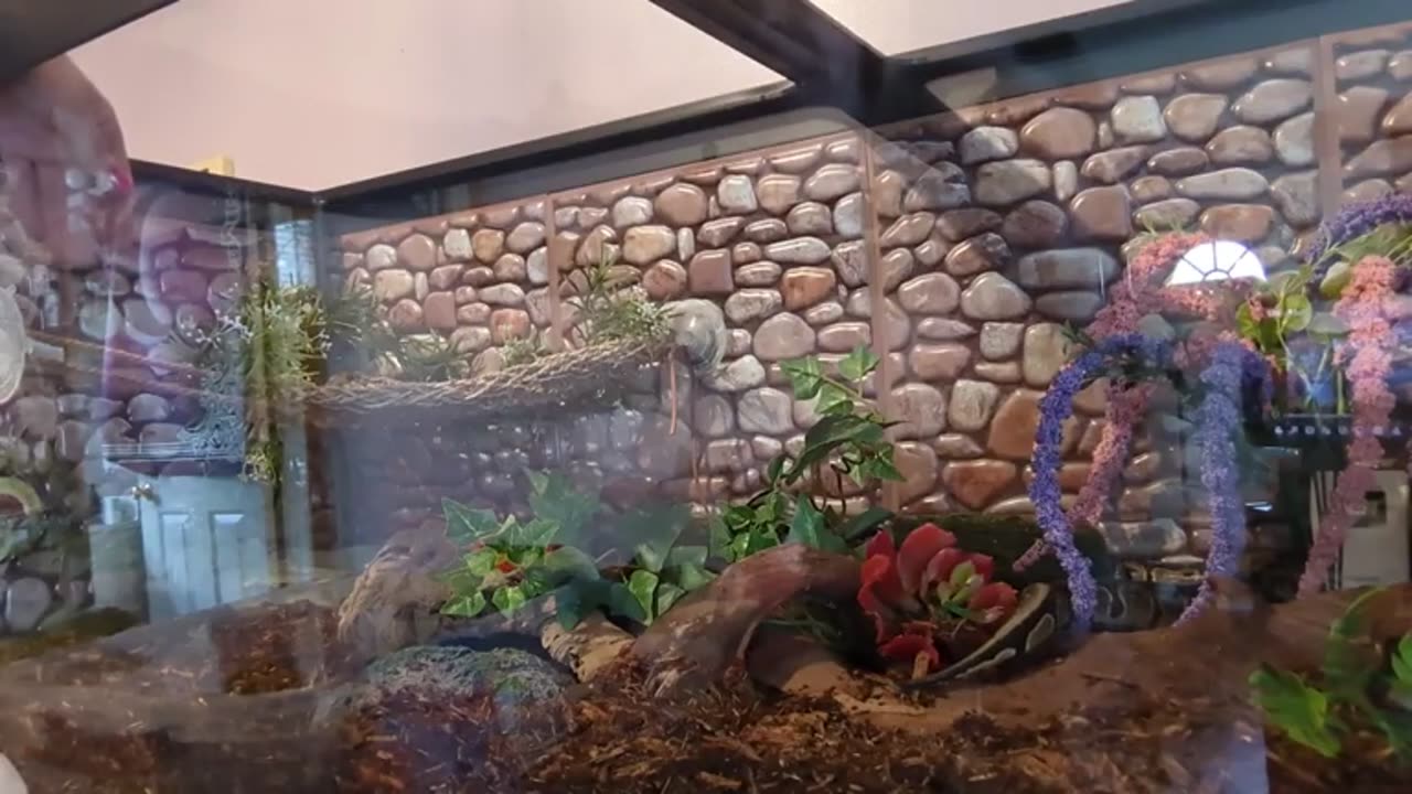 Royal Ball Python Gets Her Forever Tank!