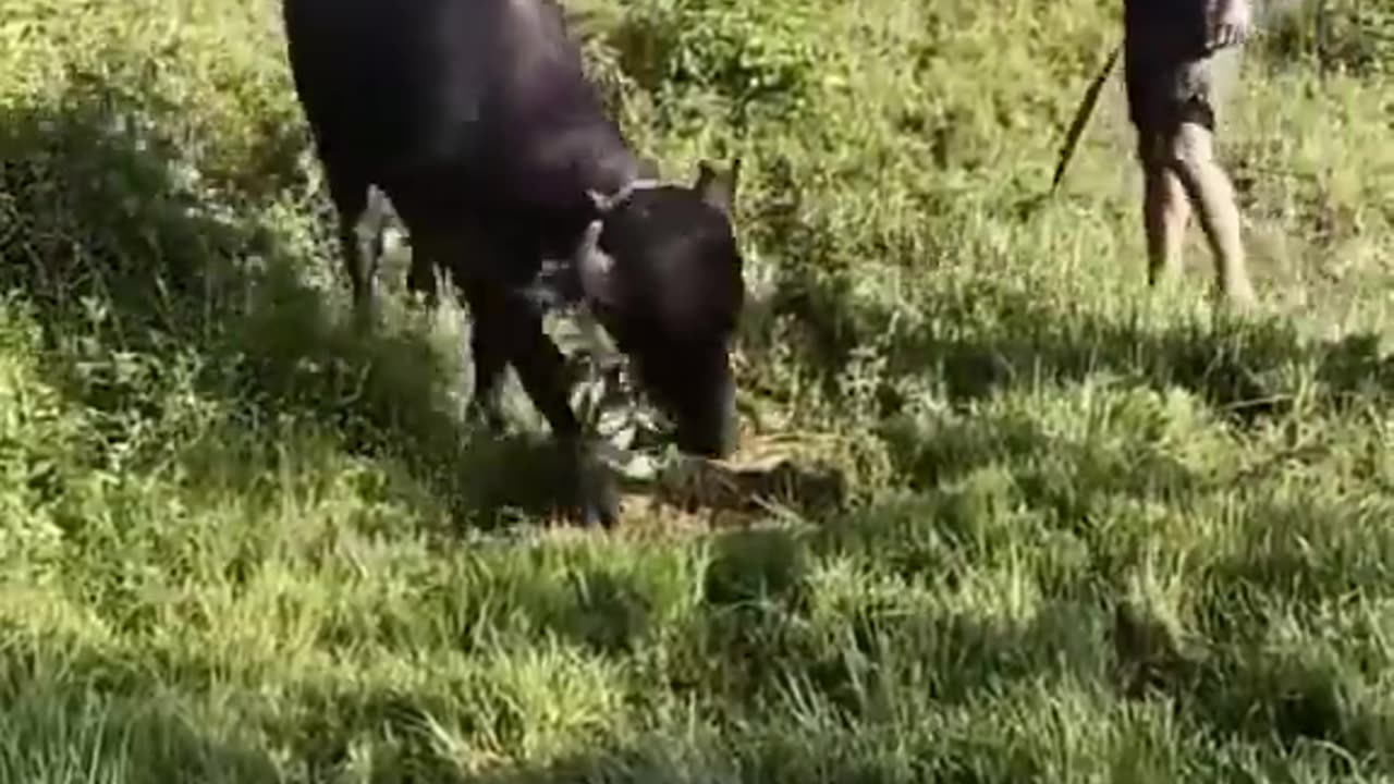 BUFFALO#Buffalo slaughter#shorts
