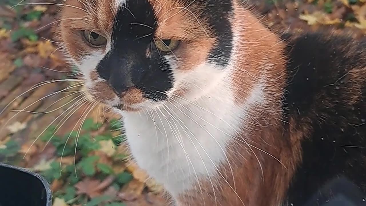 Die katze will rein kommen weil draussen ist kalt