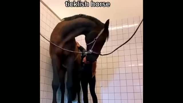 Made your day with these funny and cute Horses | Funny horse videos compilation