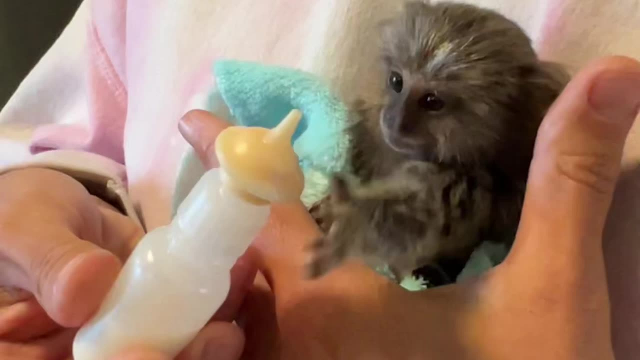 Baby Marmoset Drinking his Bottle