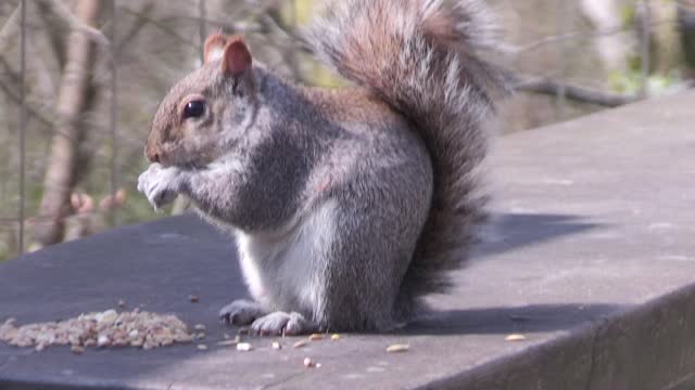 A Squirrel eating food...