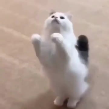 Wow, it's so funny so cute