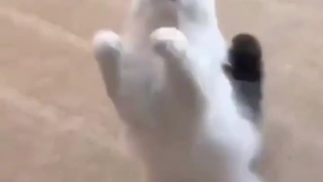 Wow, it's so funny so cute