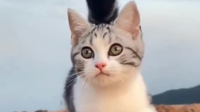 Beautiful cat 🐱 🐱