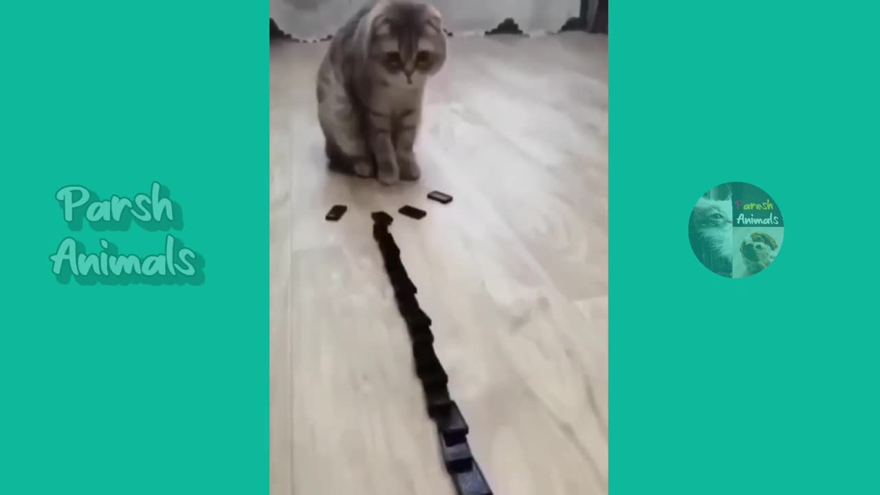 Funny animals - funny cats /dog - funny animal videos best videos of january 2023
