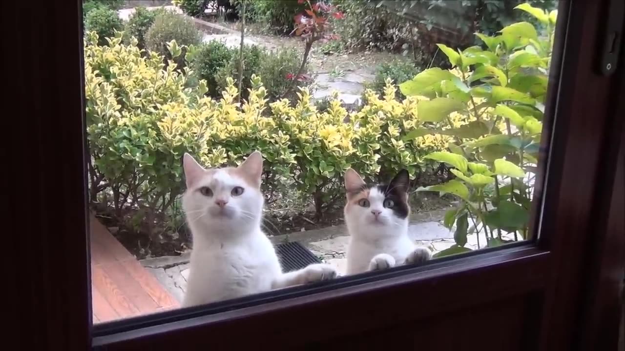 Cat asking for food by staring