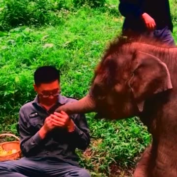 Adore Elephant life, Animals, Adorable Monkeys #9