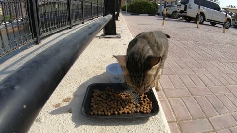 MICHAEL JACKSON - Homeless cat in Ras Al Khaimah, UAE #cat #cats #MichaelJackson #emirates #ae #UAE