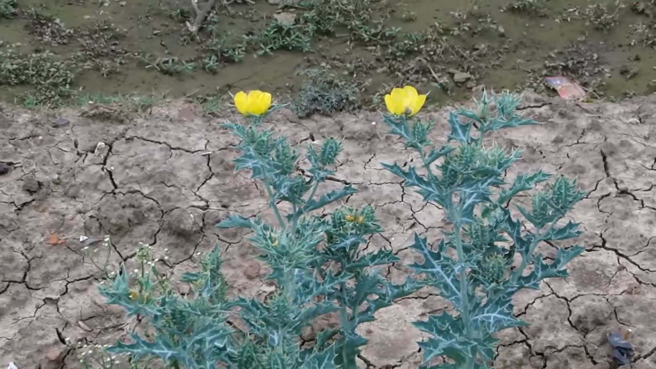 Argemone Mexicana, Mexican Yellow Prickly Poppy Medicinal Perennial Herb Plant