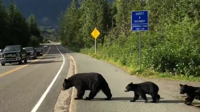 The bear family is going on a picnic