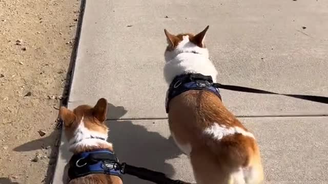 from 2 boys who hate wearing clothes #corgi #dogsoftiktok #PetsOfTikTok #puppy