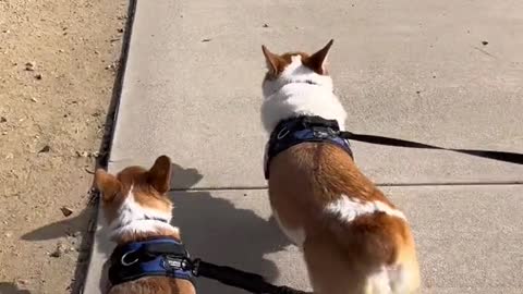 from 2 boys who hate wearing clothes #corgi #dogsoftiktok #PetsOfTikTok #puppy