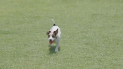 Joyful Paws: A Happy Puppy's Tale #viral