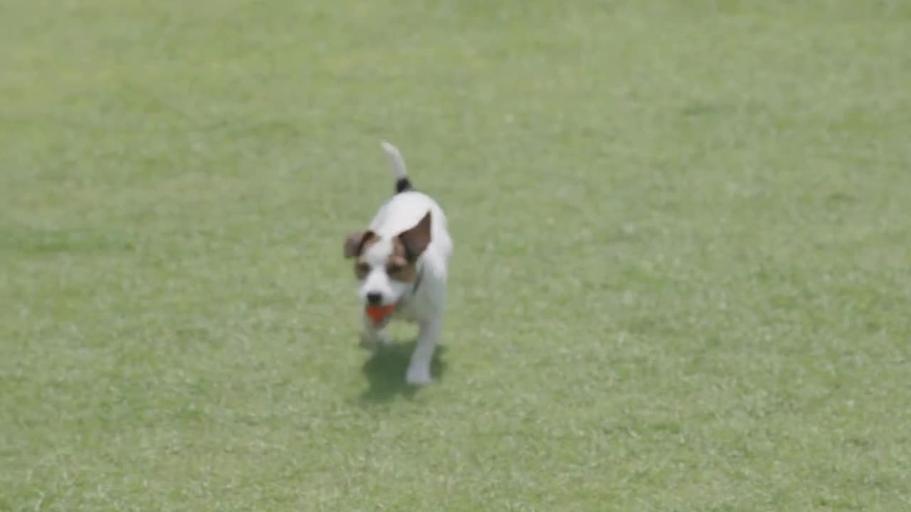 Joyful Paws: A Happy Puppy's Tale #viral