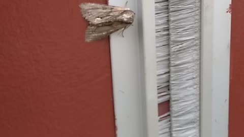 Miller Moth