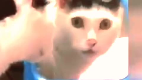 Funny animals 🐈🐕 video ## the funniest dog 🐕🐶 and cat video ##