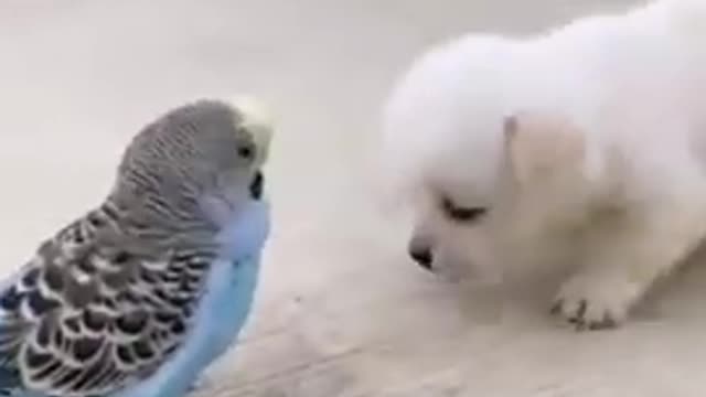 Cute doggy and bird | dog and bird