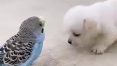 Cute doggy and bird | dog and bird