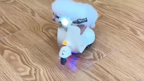 funny cat