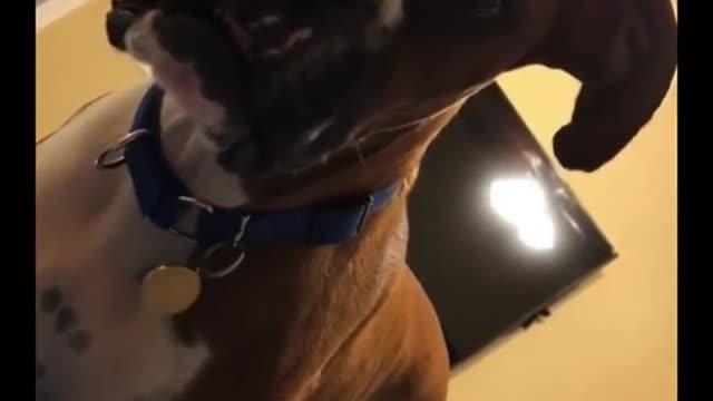 Ultimate Cutest Puppies and Funniest Dogs Compilation 🥰🐶