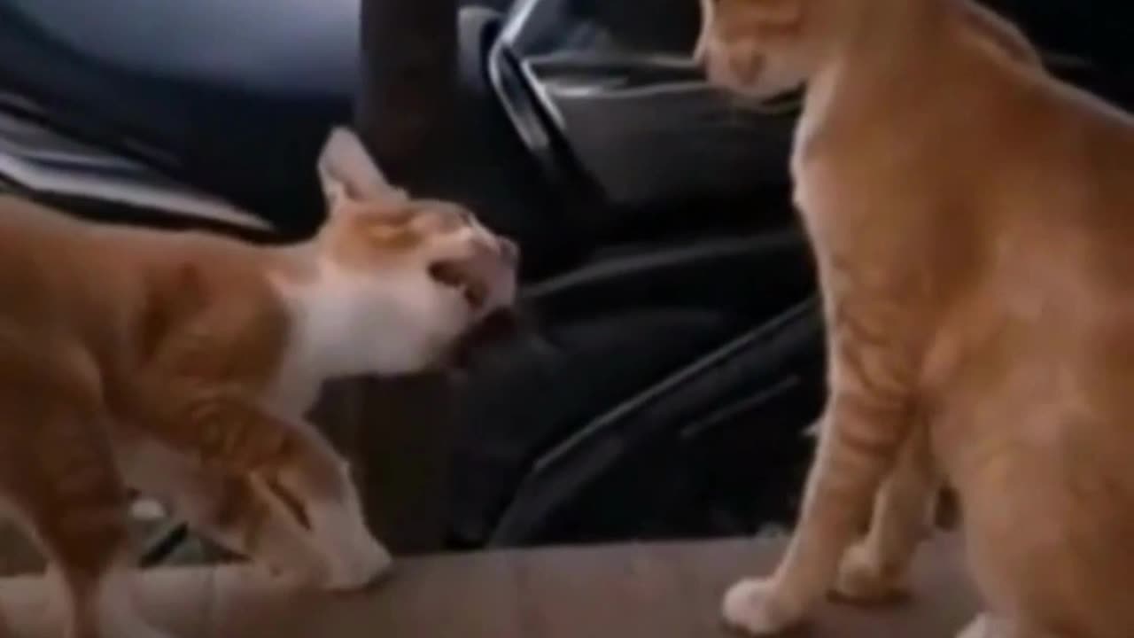 Funny animal short video compilation - Funny animals short video try not to laugh - Funny dog video