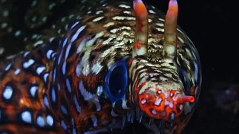 Ocean-life