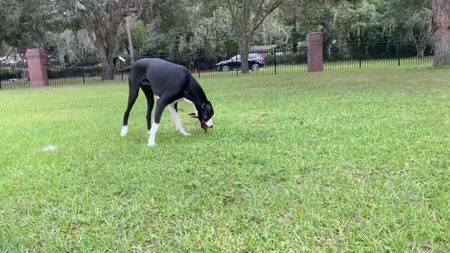 Great Danes get ready for Christmas decorating fun