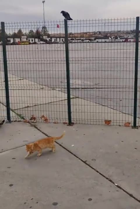 CROWS KICKING CATS ASS