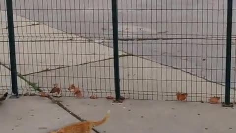 CROWS KICKING CATS ASS