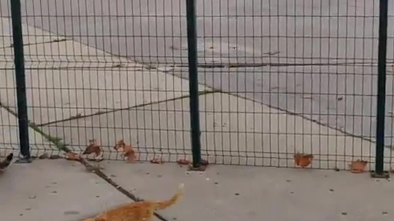 CROWS KICKING CATS ASS