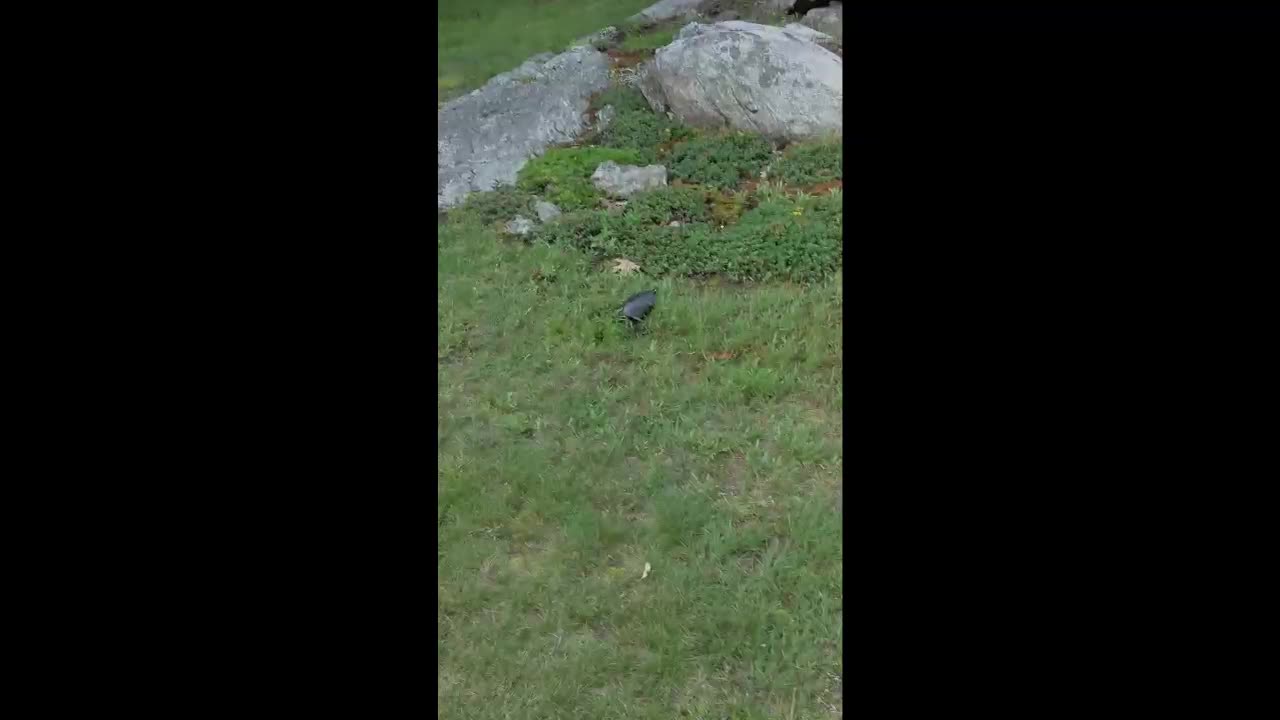 Turtles-3