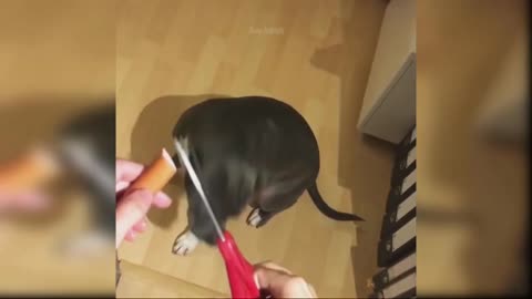 Cute baby dog's funny moments 😄