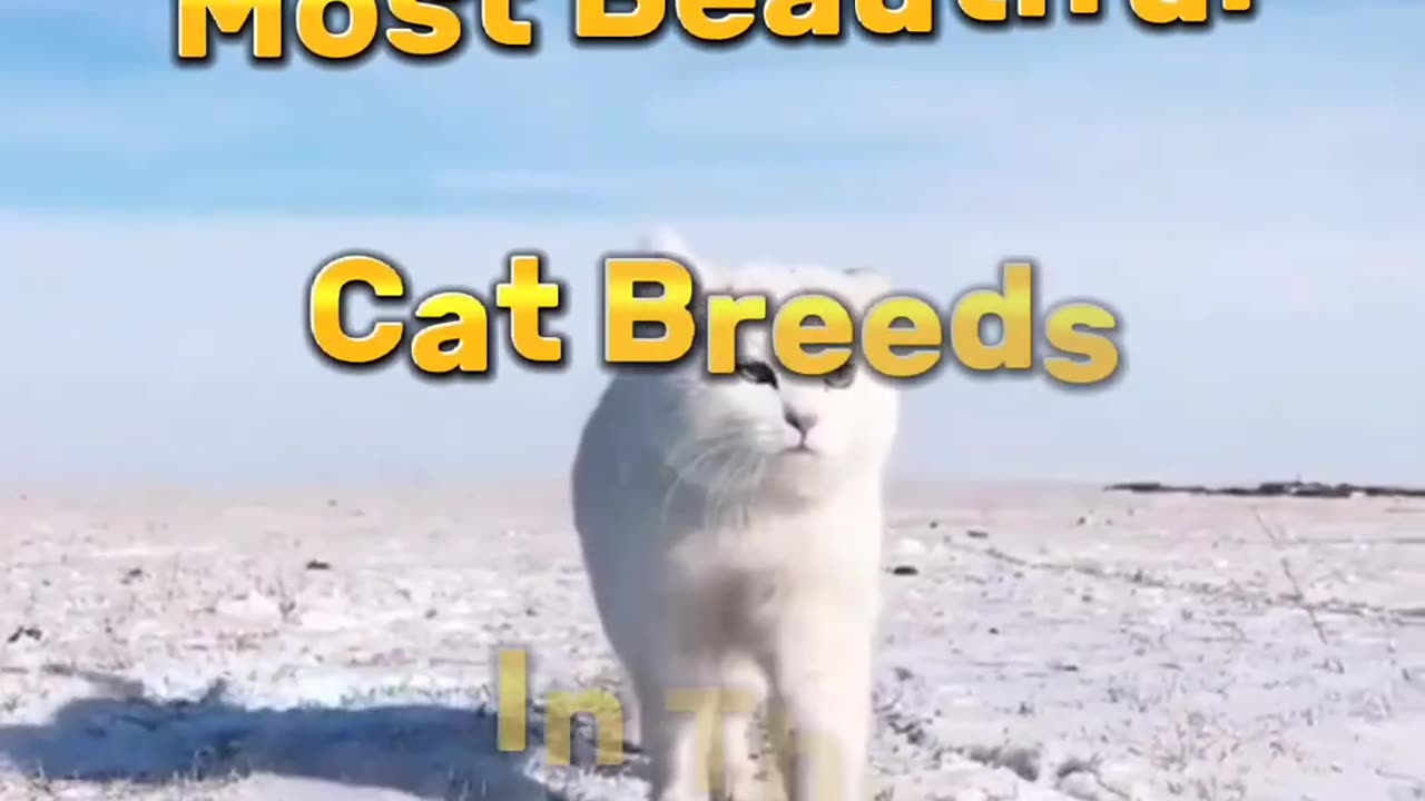 Funny Cat -15