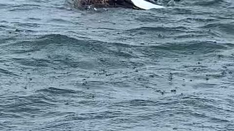 Bald Eagle Catches Fish Too Big For Flight