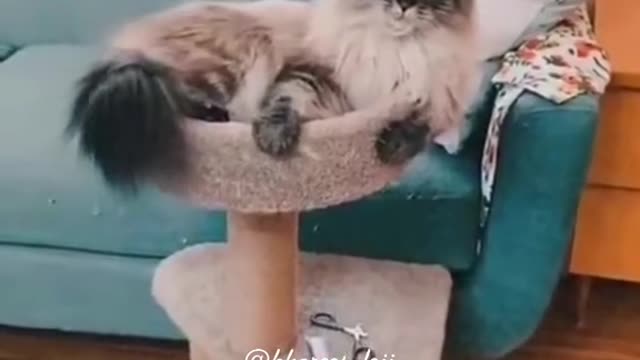 Funny cat 😺😺😺