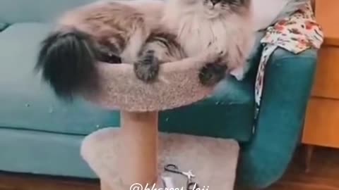 Funny cat 😺😺😺