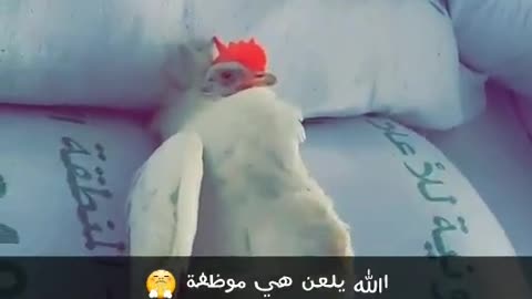 دجاجه كسوله