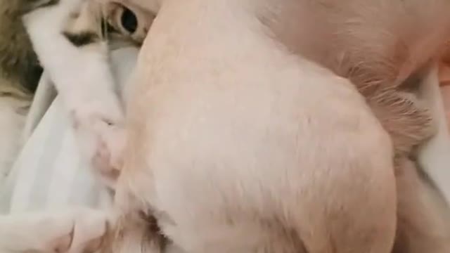 Chihuahua and kitten in love
