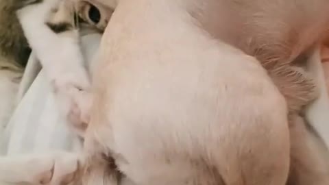 Chihuahua and kitten in love