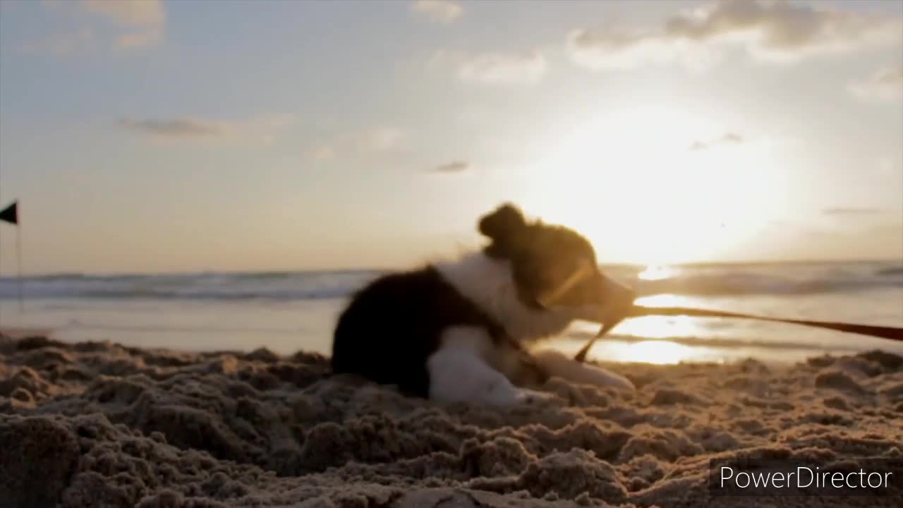 Puppy dog playing Beach