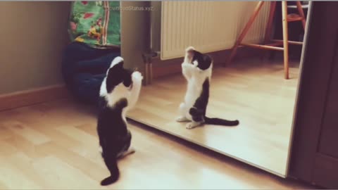 funny cat video