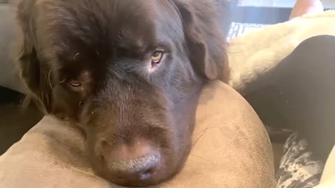 Hilarious dogs skillfully pressure mom with irresistible faces