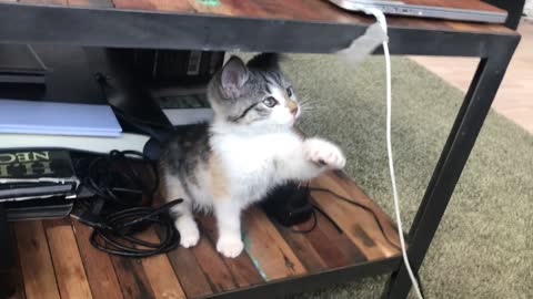 An adorable kitten playing with duct tape.